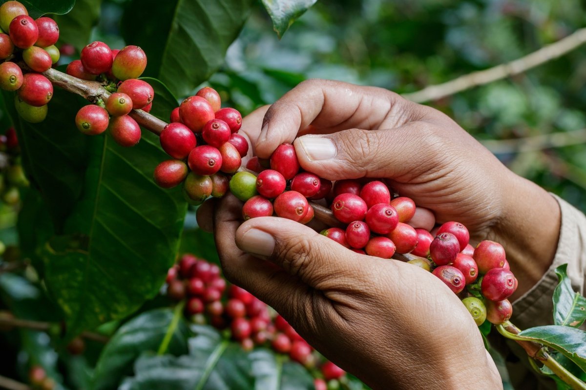 Behind the Scenes: A Day on a Coffee Farm - Uai Coffee