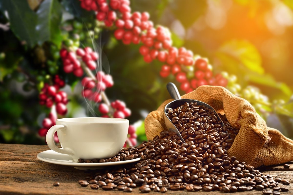 The Journey from Bean to Cup: The Uai Coffee Process - Uai Coffee