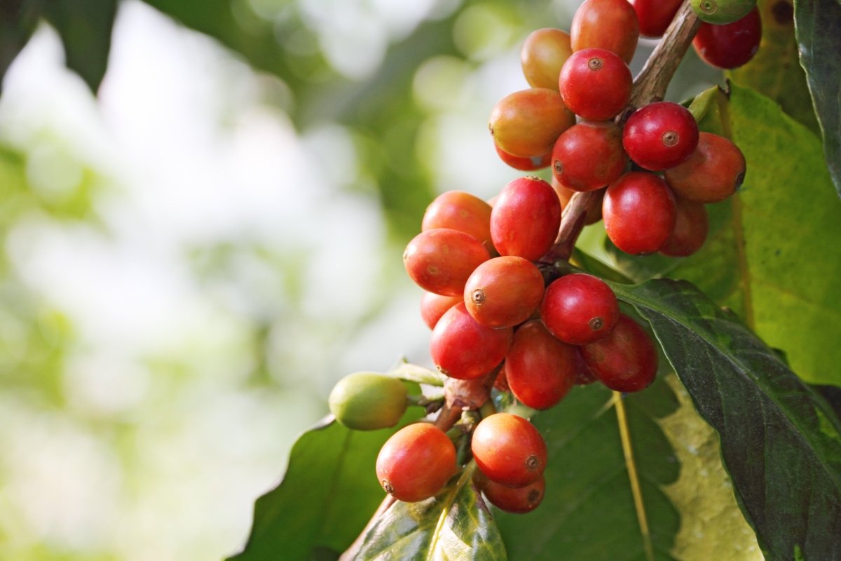 Why Cerrado Mineiro? Exploring the Region's Unique Coffee - Uai Coffee