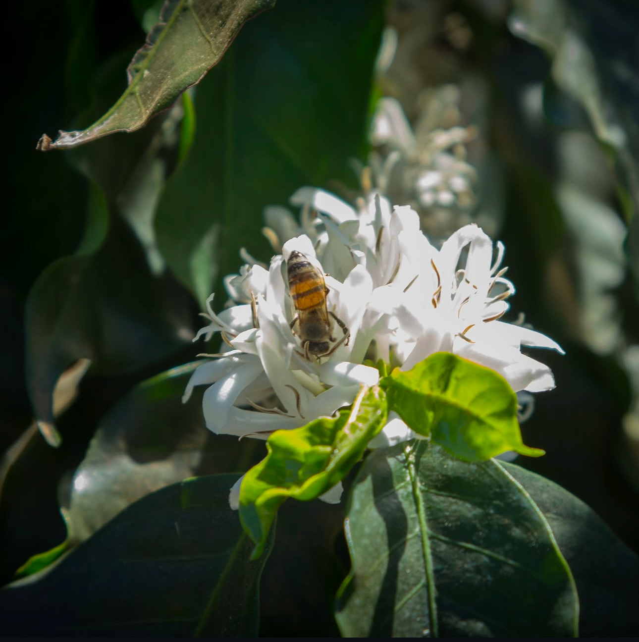 Bee Pollinating a Coffee Flower