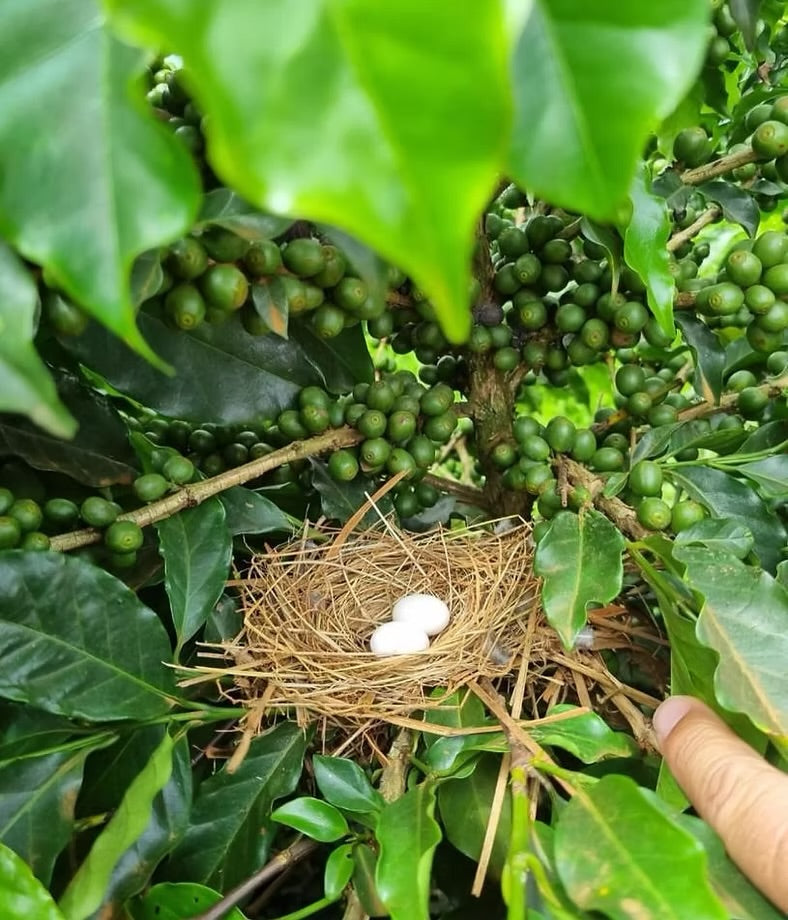 Birds Nest in Coffee Trees