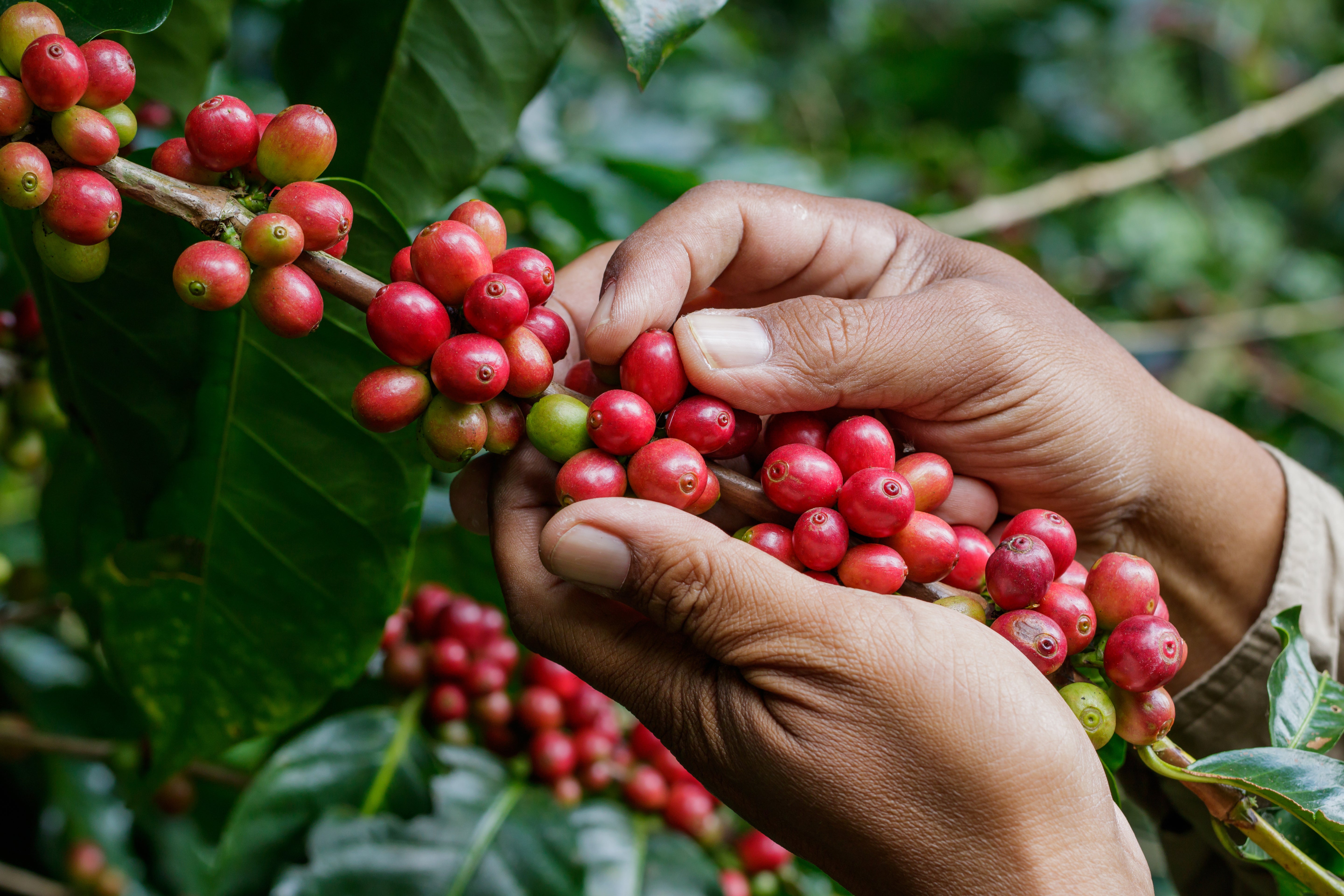 Hand Picking Coffee Cherries